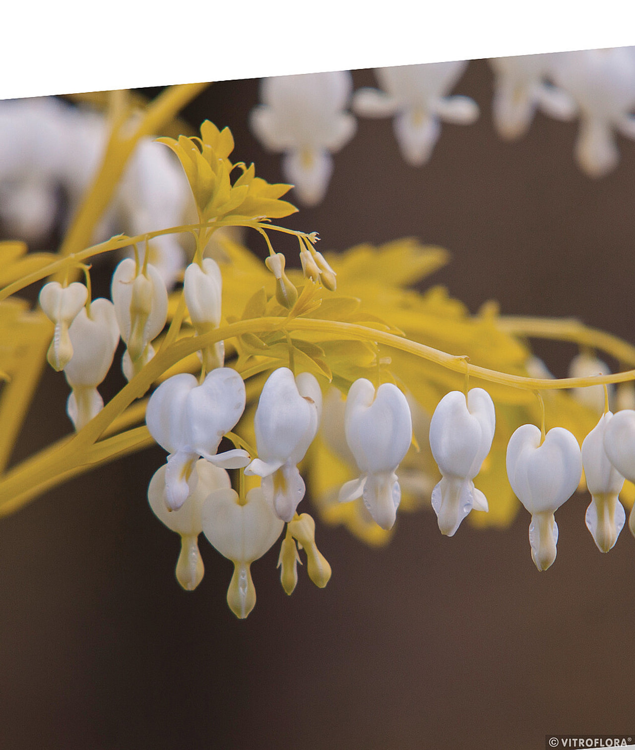 Dicentra White Gold, Loukykvět
