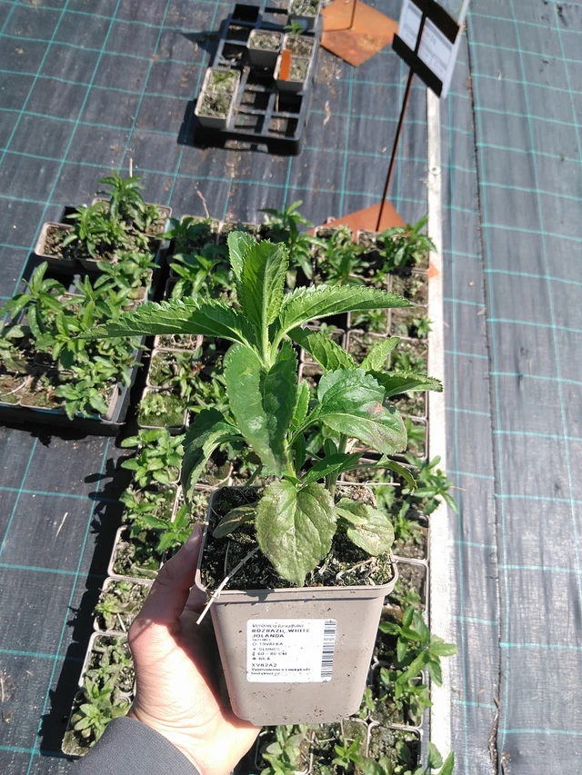 Tädyke White Jolanda - 13. 5. 2025