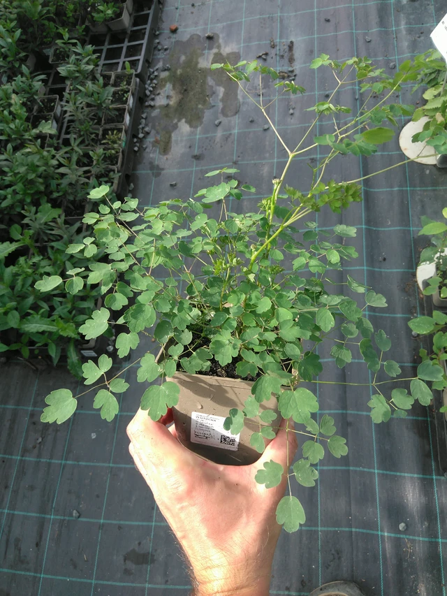 Ängelmä - 25. 7. 2025