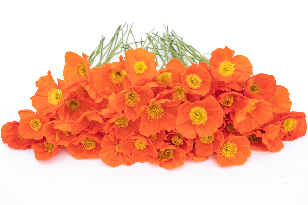 Unikko Champagne Bubbles Orange, Loukykvět