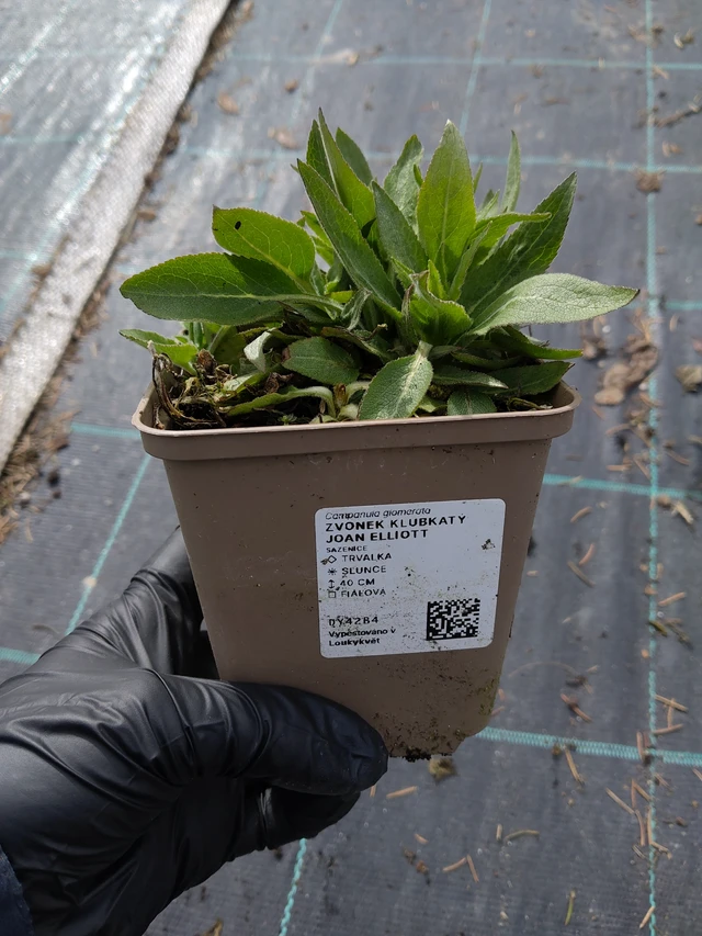 Peurankello Joan Elliott - 31. 3. 2026