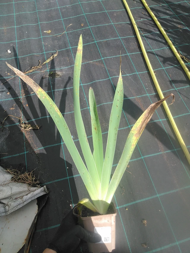 Kurjenmiekka Metolius Blues - 13. 10. 2025