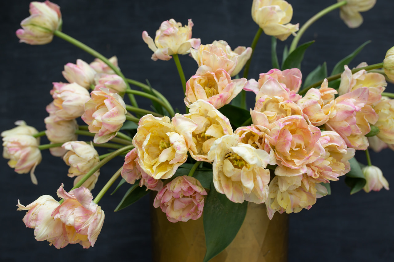 Tulppaani Creme Upstar, Loukykvět