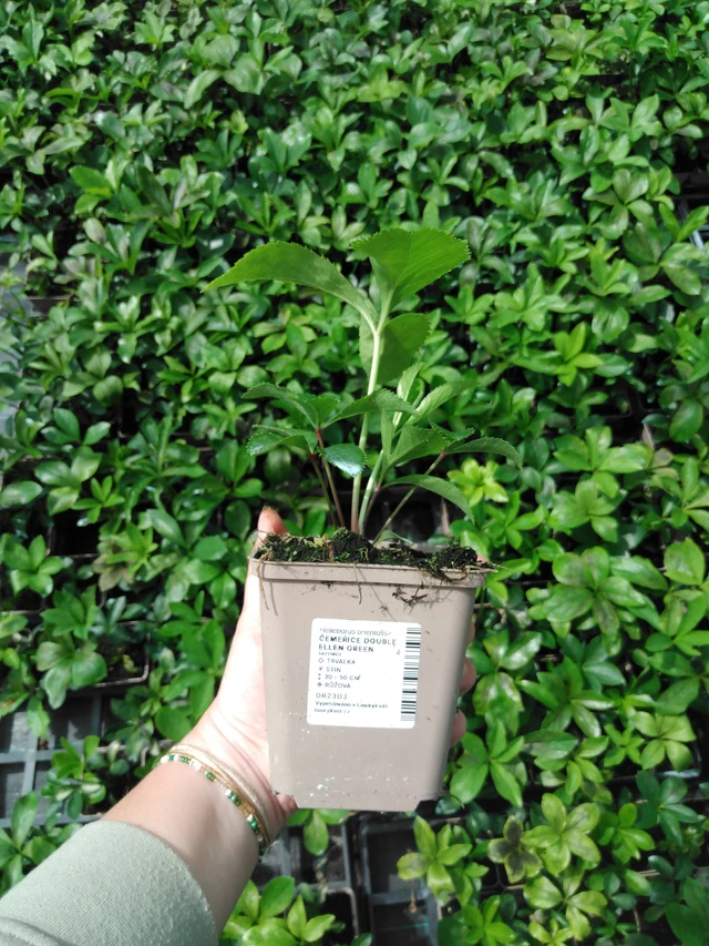 Jouluruusu Double Ellen Green - 2024