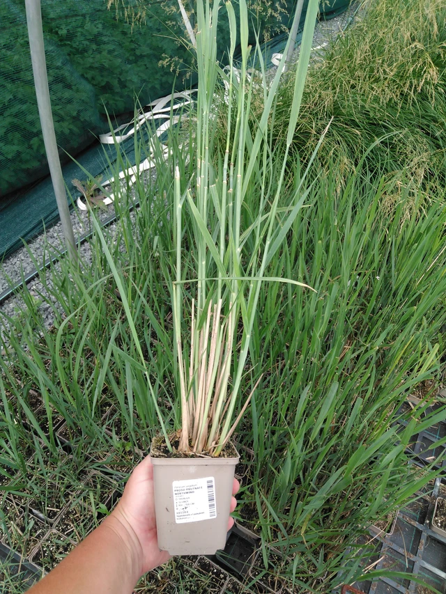 Lännenhirssi Northwind - 2024