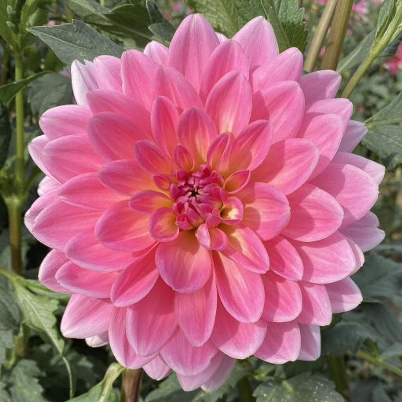 Dalia Gerrie Hoek, Loukykvět