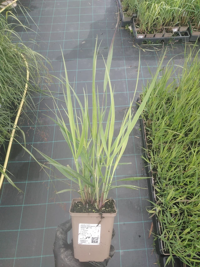 Virginianhirssi Heavy Metal - 4. 8. 2025