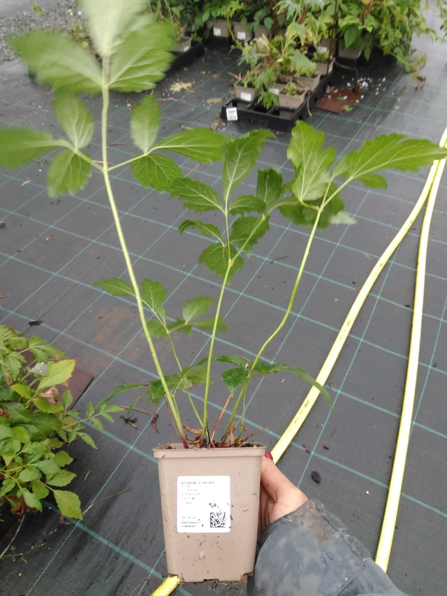 Jaloangervo Europa - 10. 9. 2025