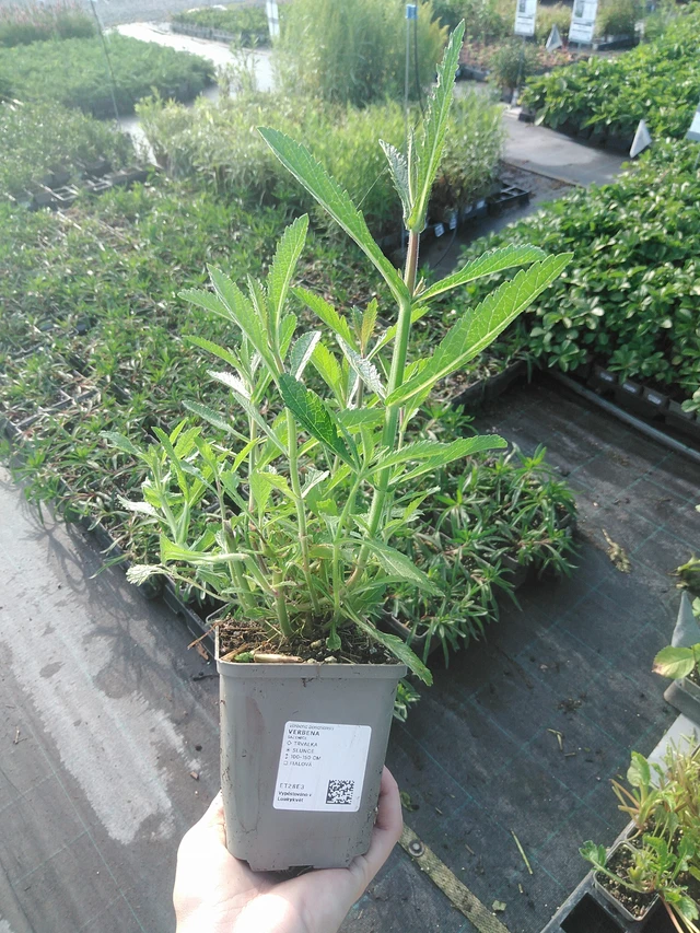Verbena - 22. 7. 2026