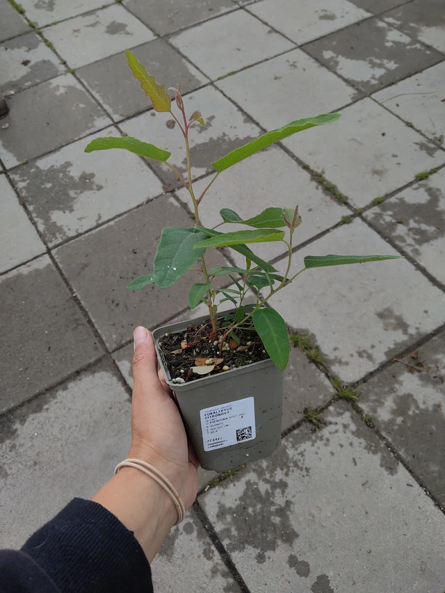 Eukalyptus citrónový - 11. 6. 2026