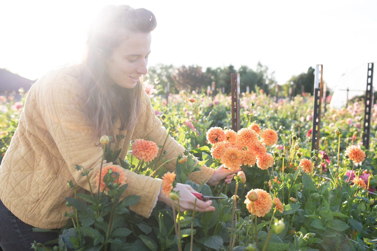 Daalia Sylvia, Loukykvět