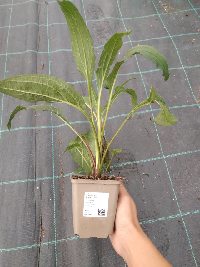 Punahattu Rubinstern - 10. 9. 2025