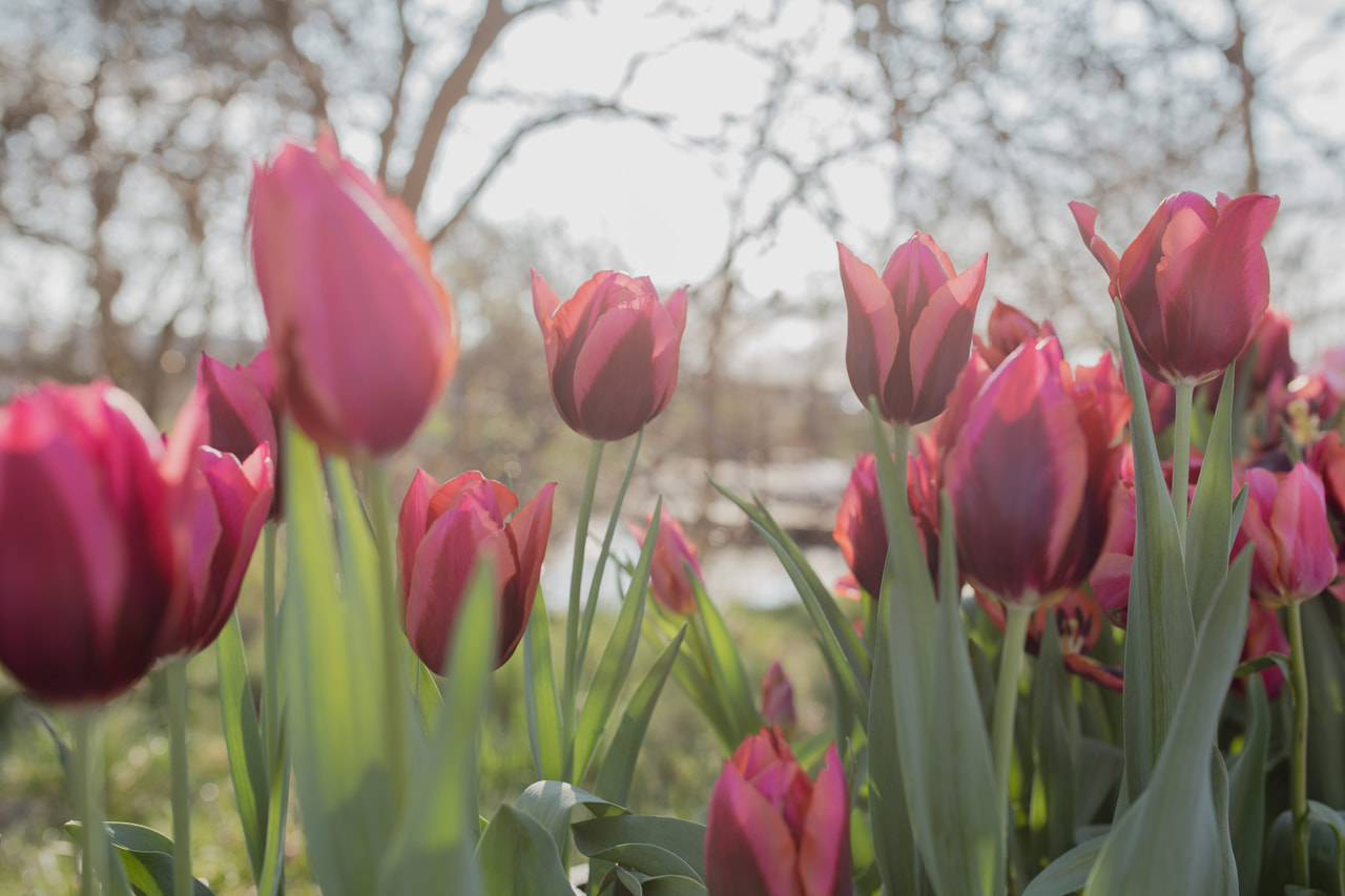 Tulppaani Muvota, Loukykvět