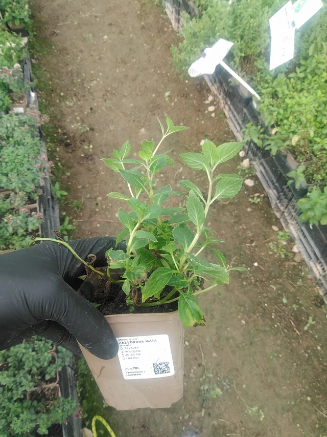 Inkivääriminttu - 10. 9. 2025