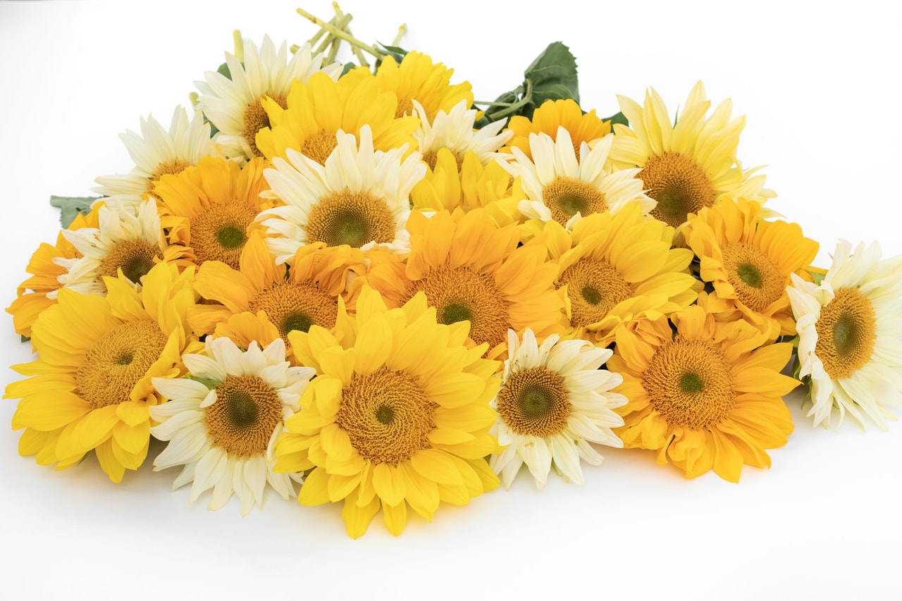 Sunflower ProCut Sunny Morning Mix, Loukykvět