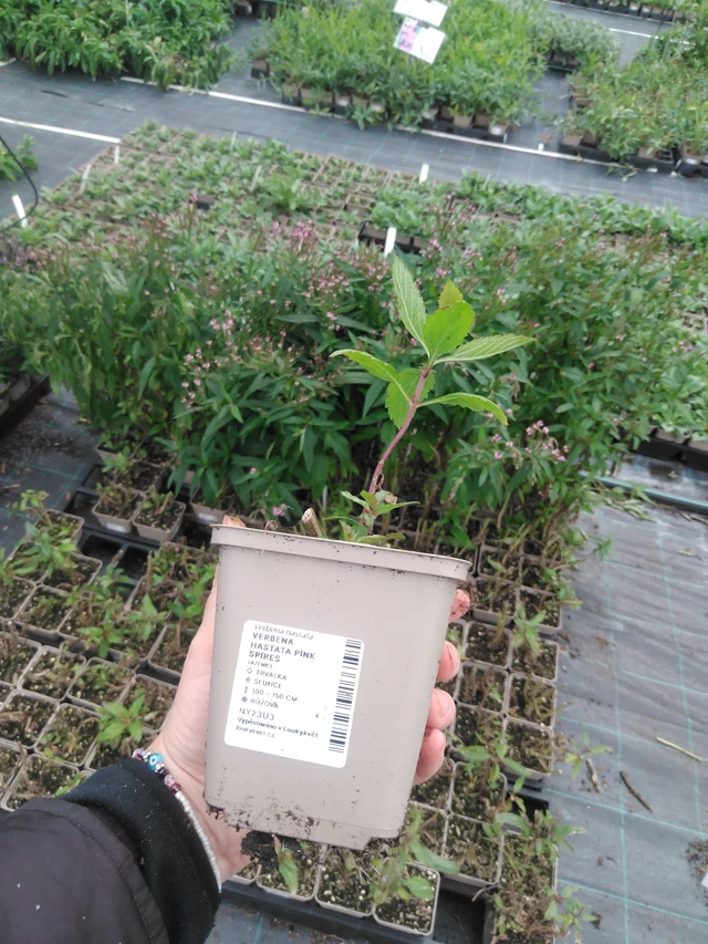 Verbena Pink Spires - 2024