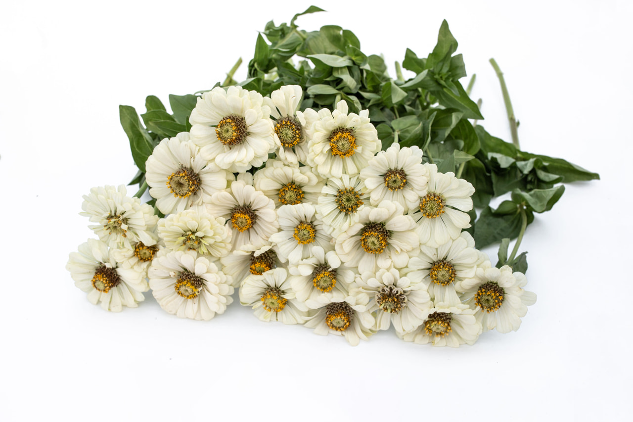 Zinnia Super Yoga White, Loukykvět