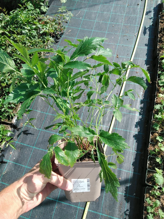 Jaloangervo Europa - 19. 8. 2025