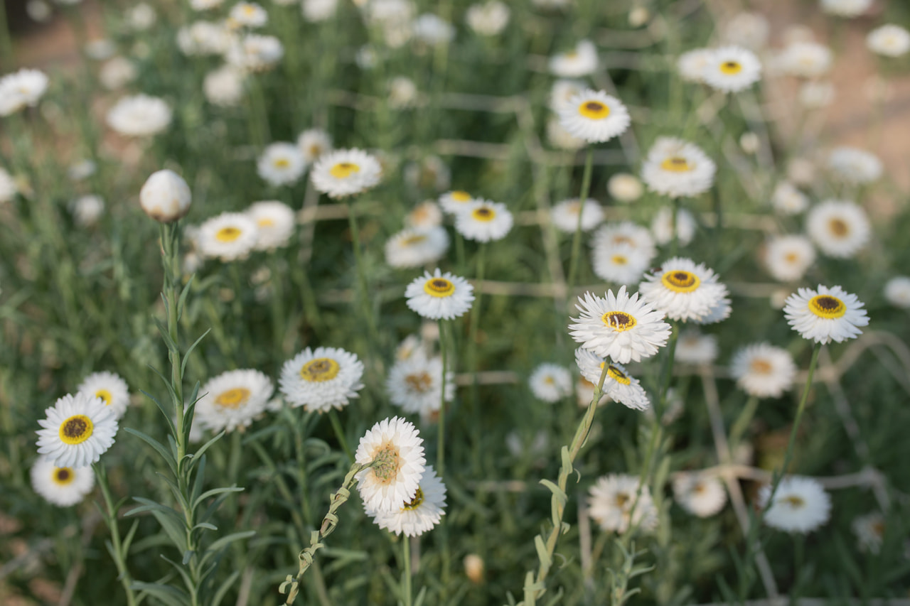 Paperikukka Pierrot White, Loukykvět