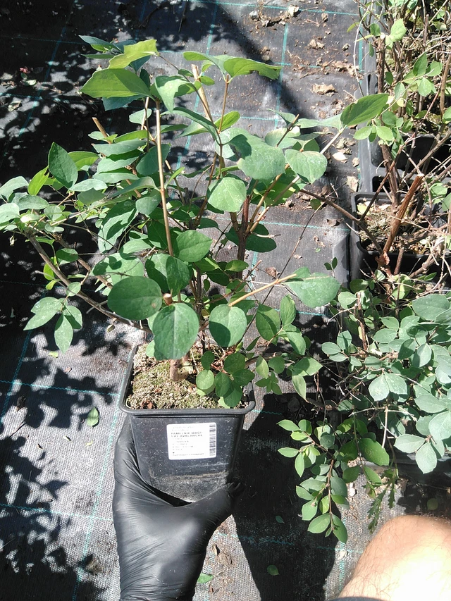 Symphoricarpos Magical Avalanche - 19. 8. 2025