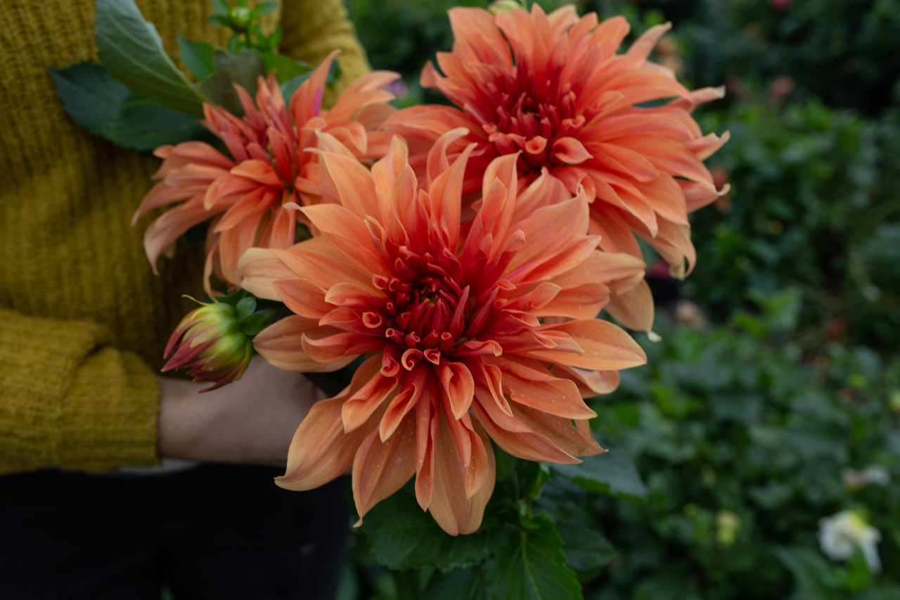 Daalia Babylon Bronz, Loukykvět