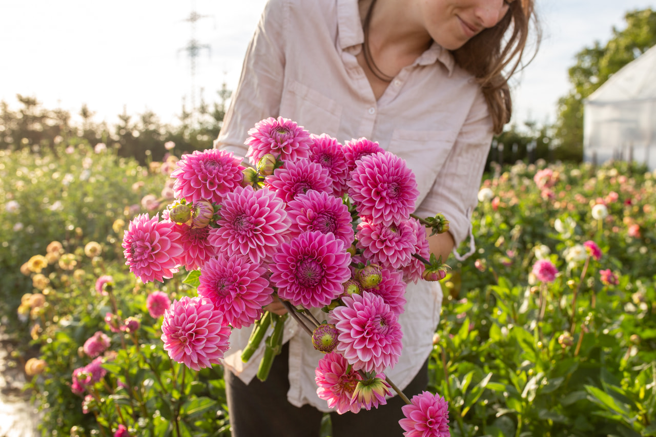 Daalia Pink Sylvia, Loukykvět
