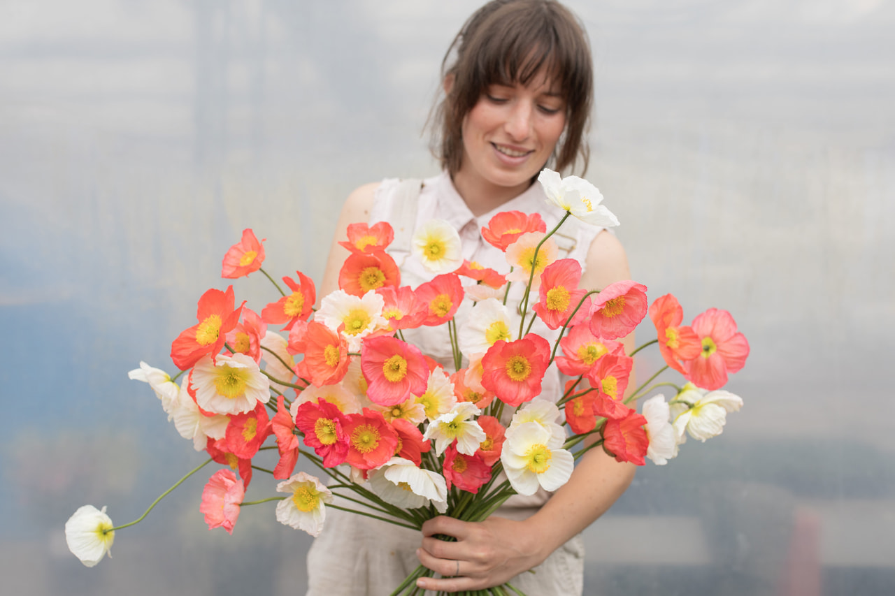 Amapola Champagne Bubbles Delicate Mix, Loukykvět