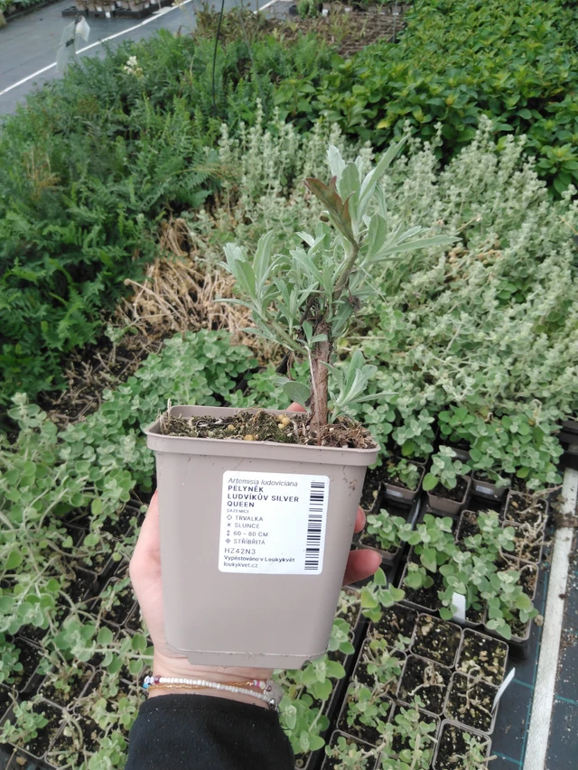 Artemisa Silver Queen - 2024