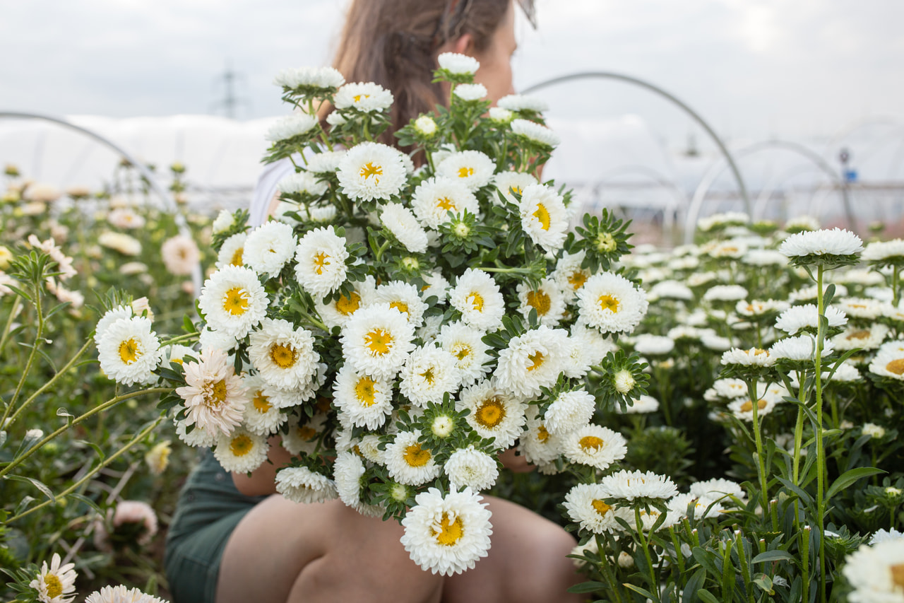 Kiinanasteri Matsumoto White, Loukykvět