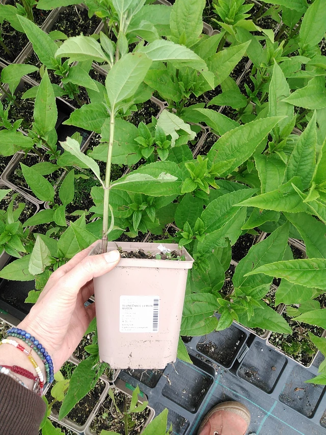 Auringonkukka Lemon Queen - 9. 6. 2025