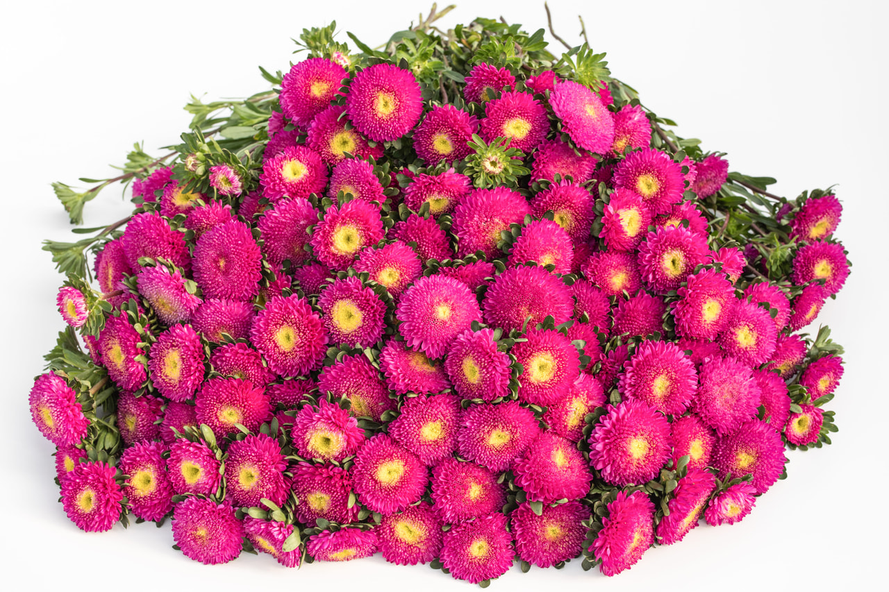 Kiinanasteri Bonita Pink, Loukykvět