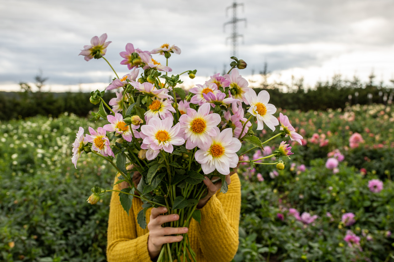 Daalia Teesbrooke Audrey, Loukykvět