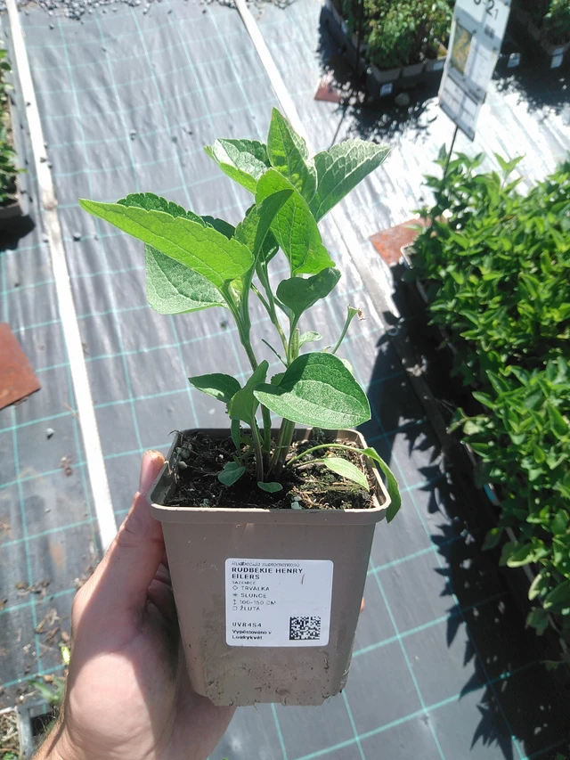 Päivänhattu Henry Eilers - 30. 6. 2025