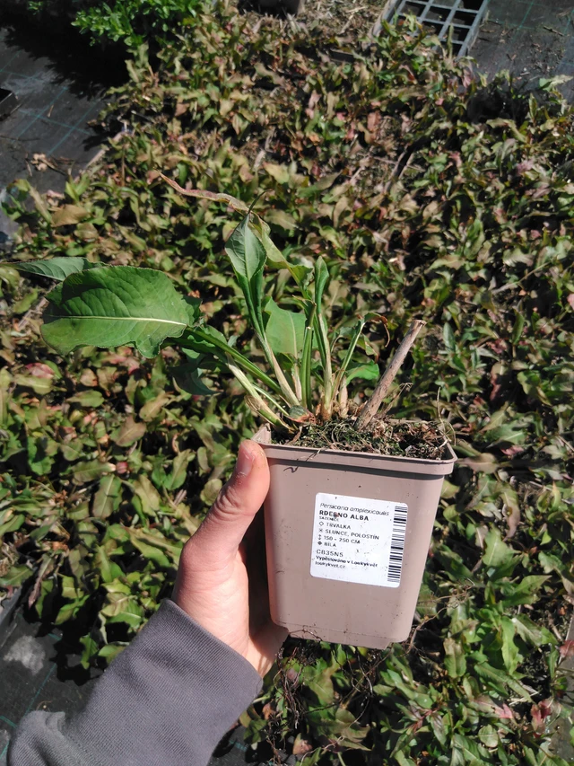 Konnantatar Alba - 13. 5. 2025