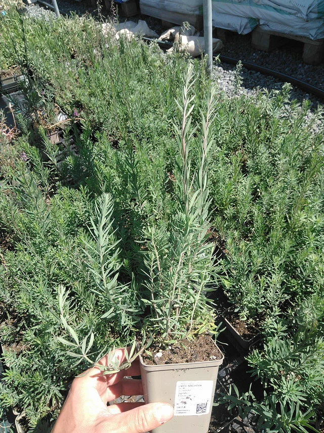 Linaria purpurea - 24. 6. 2025