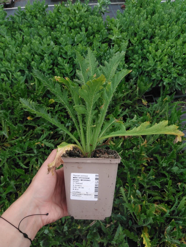 Idänunikko Royal Wedding - 2024