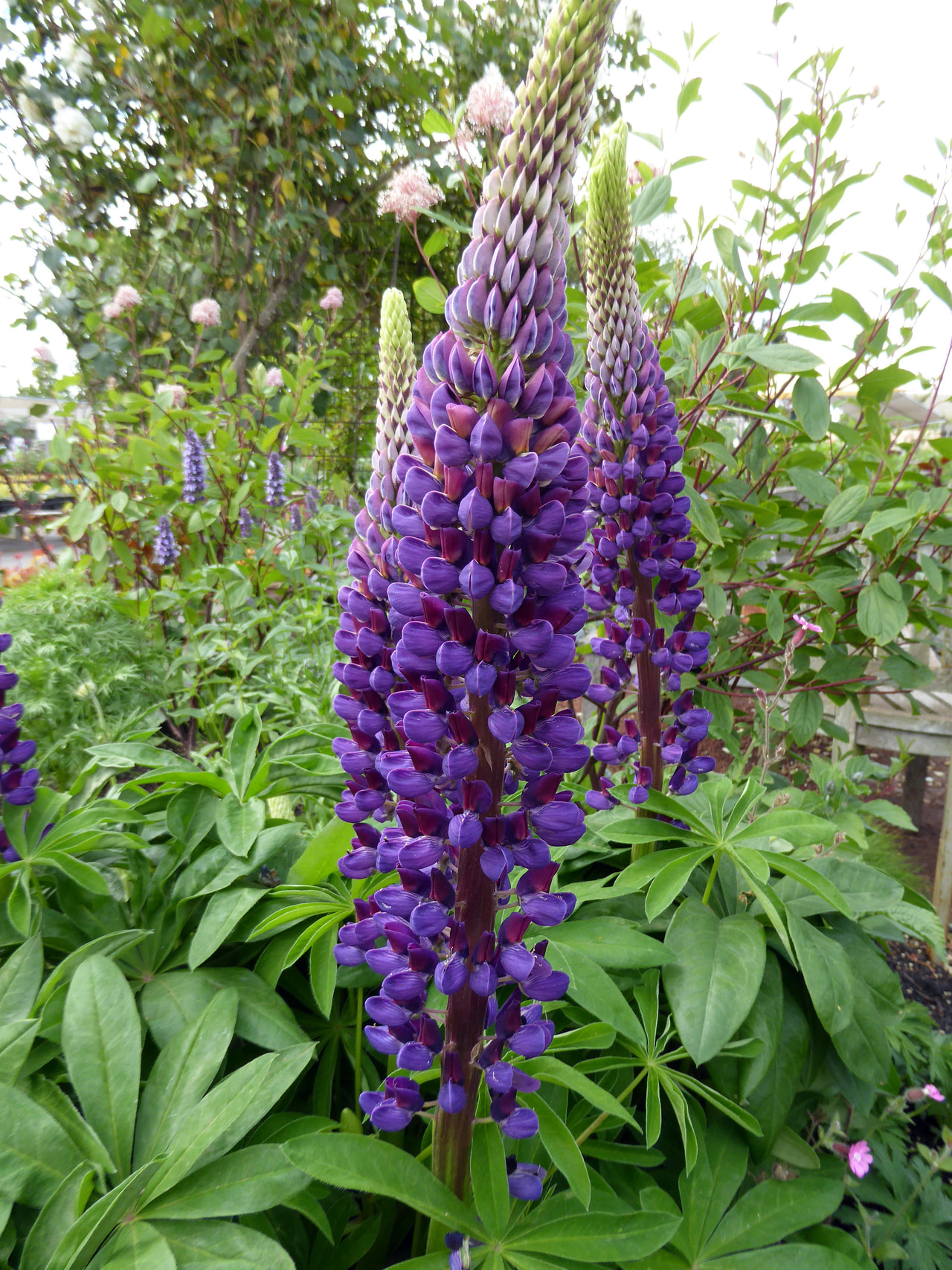 Lupiini Gallery Blue, Loukykvět