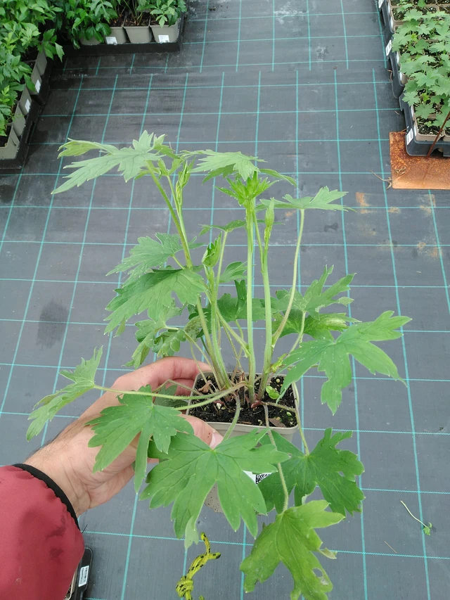 Espuela de caballero Benary’s Pacific King Arthur - 28. 7. 2025