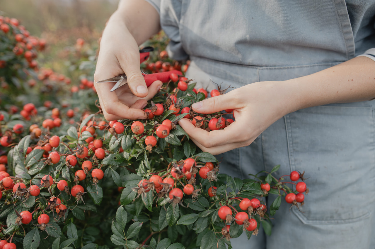 Rosa Magical Delight (Kolmade), Loukykvět