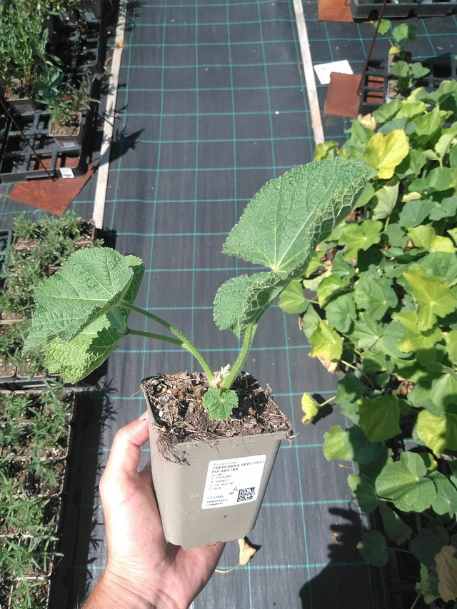 Salkoruusu Spotlight Polarstar - 24. 6. 2025