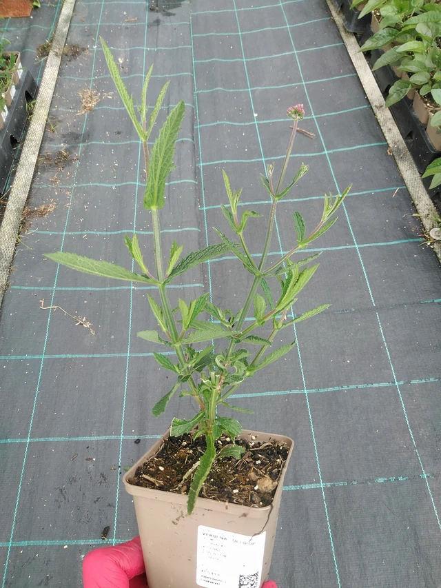 Verbena Lollipop - 29. 7. 2025