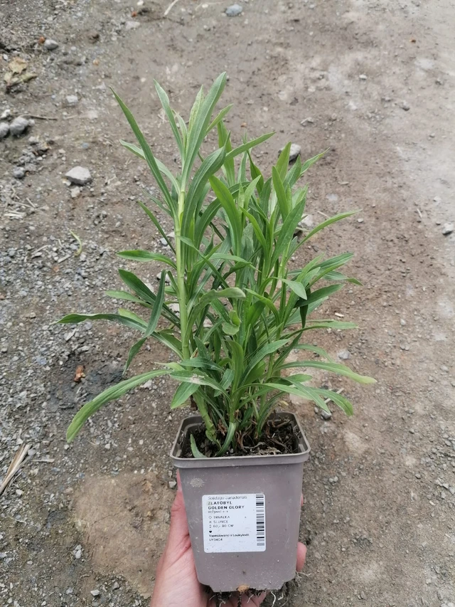 Piisku Golden Glory - 2024