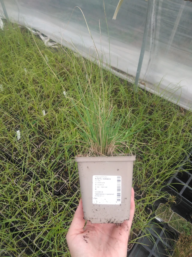 Stipa pennata - 2024