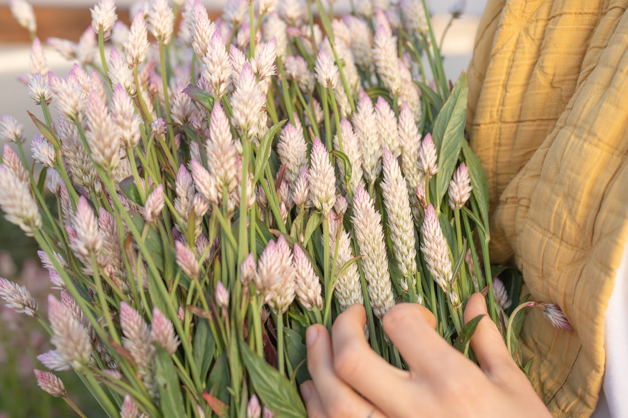 Celosía Xantippe, Loukykvět