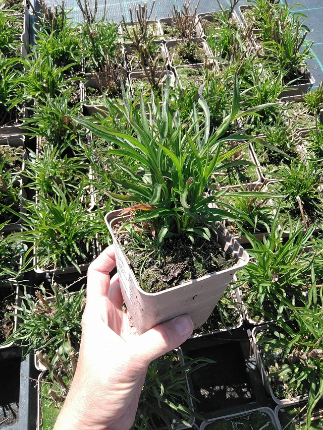 Kanerva-asteri Monte Cassino - 13. 5. 2025