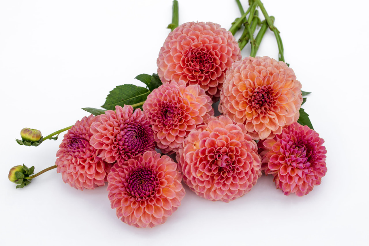 Dahlia Jowey Winnie, Loukykvět