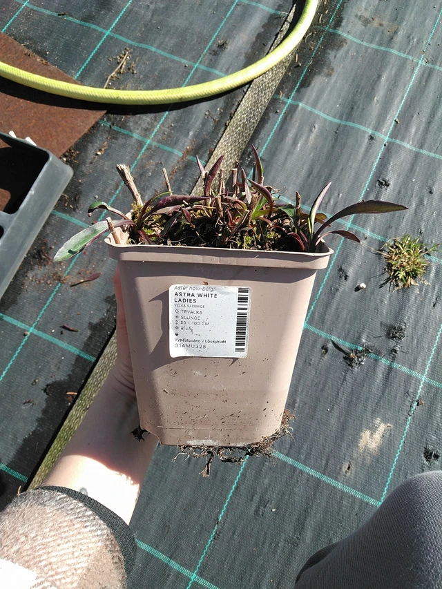 Syysasteri White Ladies - 7. 4. 2026