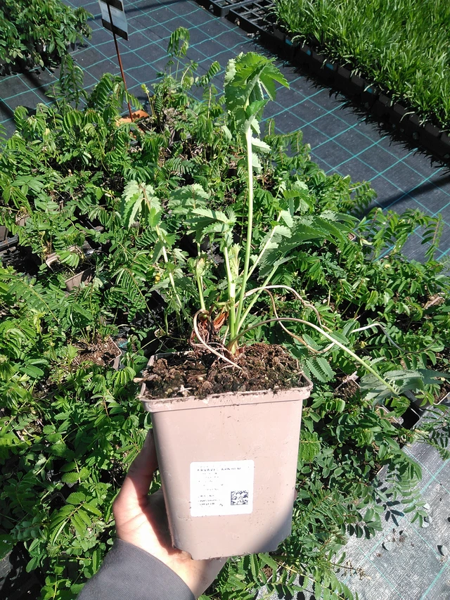 Luppio Arnhem - 13. 5. 2025