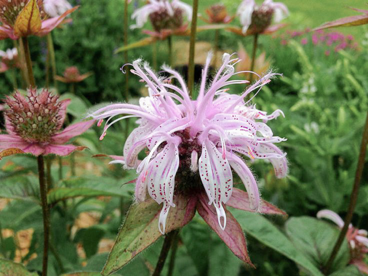 Monarda bradburiana, Loukykvět