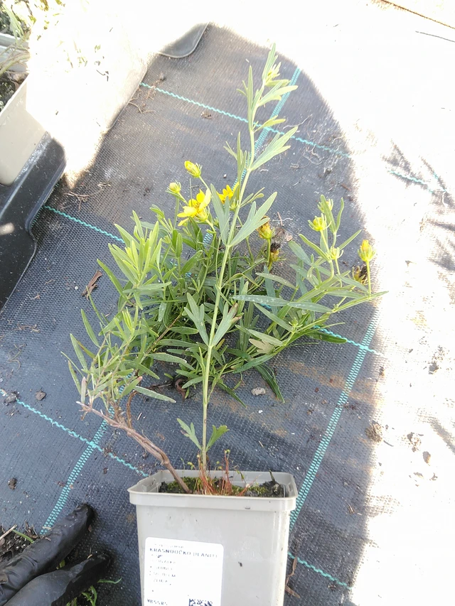 Prairie Coreopsis - 19. 8. 2025